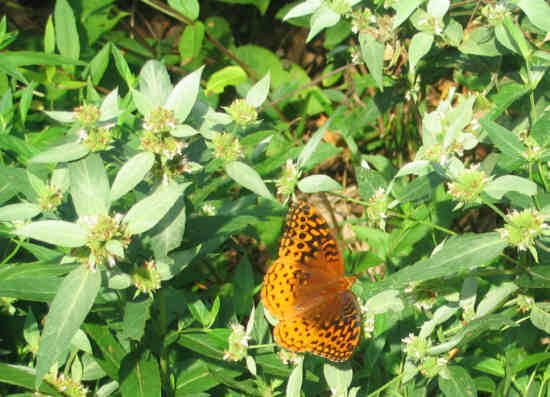 A nice butterfly on Mountain Mint.