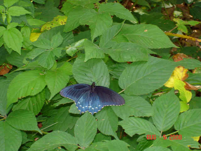 Another nice butterfly.