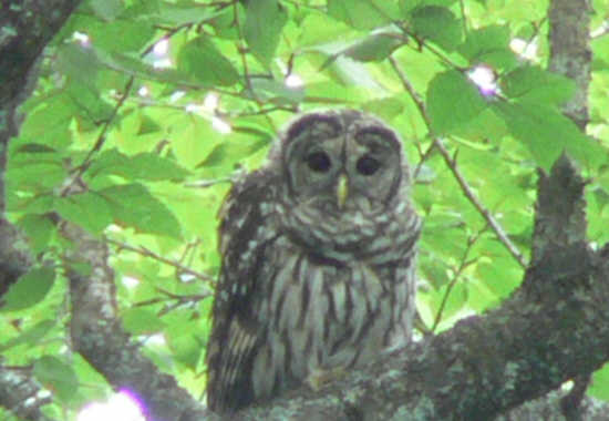 We spotted this nice Barred Owl looking at us. Zoom photo from about 75-100 ft.