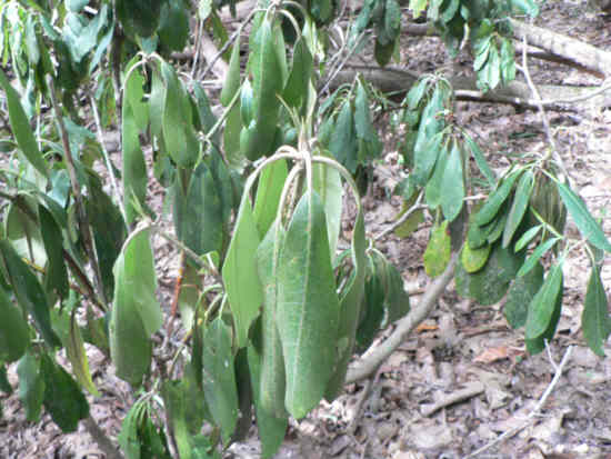 Most of the Rhododendrons were under extreme stress due to the drought.