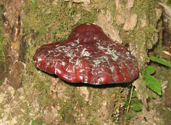 The fungus of the day!