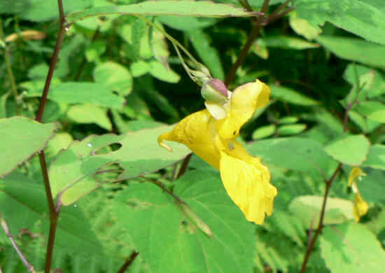Pale Jewelweed (Impatiens pallida)