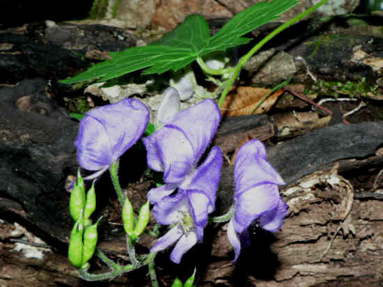 Monkshood (Aconitum uncinatum) Beautiful blue flowers that we rarely see but they were abundant in one area today! The whole plant is highly toxic - simple skin contact has caused numbness in some people.