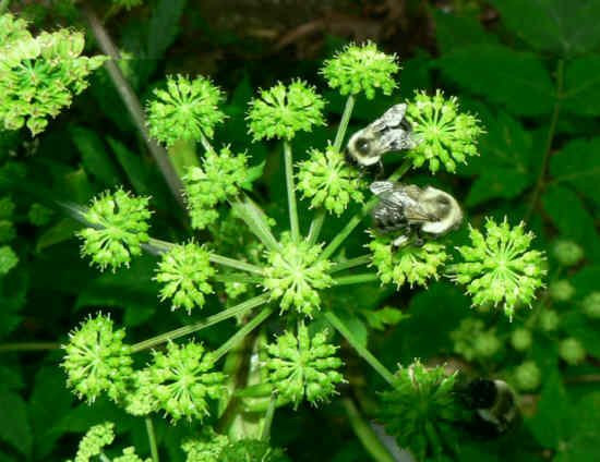 Bumblebees enjoying Angelica flowers.