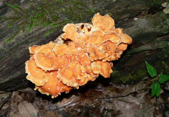 Fungus of the week!
