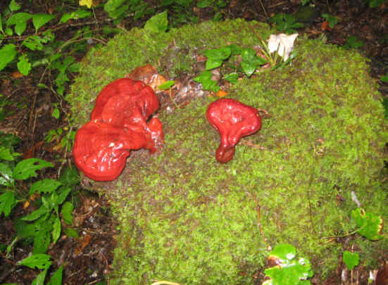 Fungus of the week!
