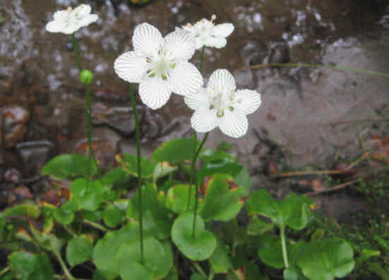 We found this Grass of Parnassus on the bank of the Nantahala.