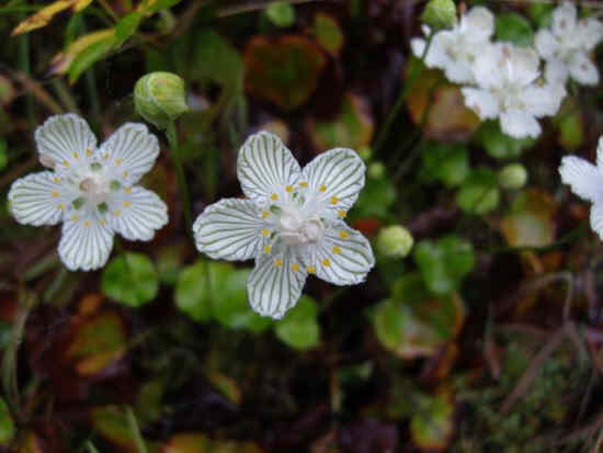 Grass of Parnassus!