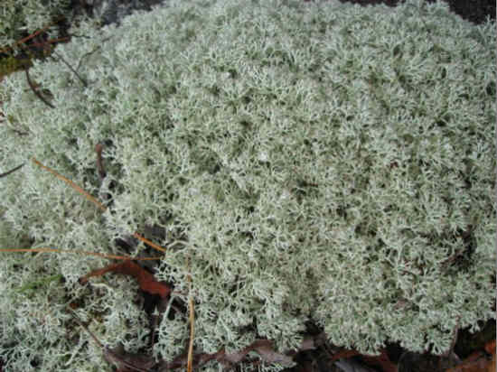 Reindeer Lichen .