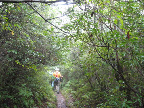 The trail winds through lots of Mountain Laurel and Rhododendron.
