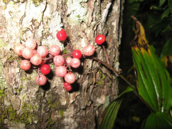 False Solomon's Seal Berries!