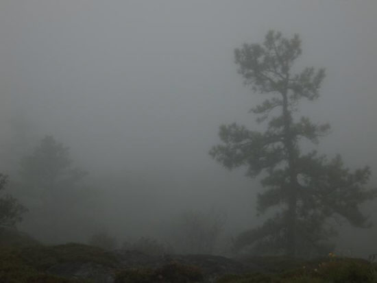 Misty and foggy but still beautiful!