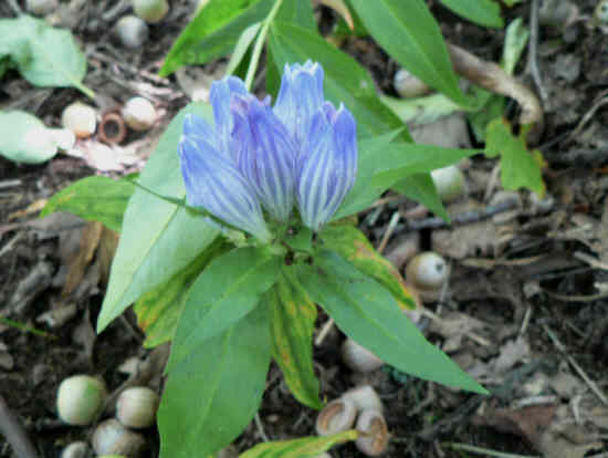 Mountain Gentian!