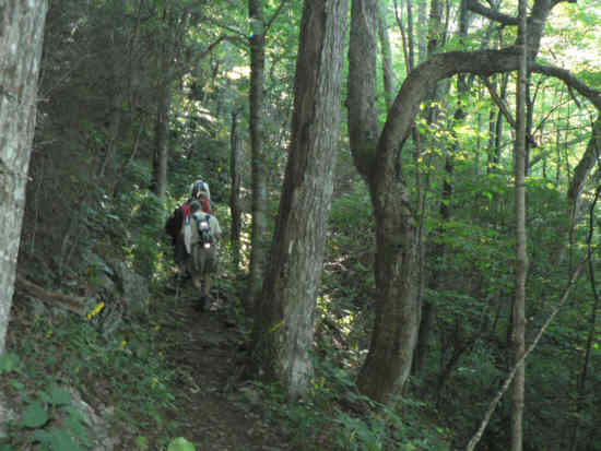 An ablsolutely beautiful hardwood forest!