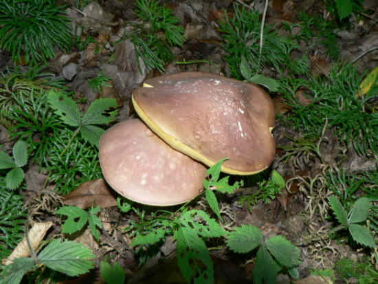 Fungus of the week! .