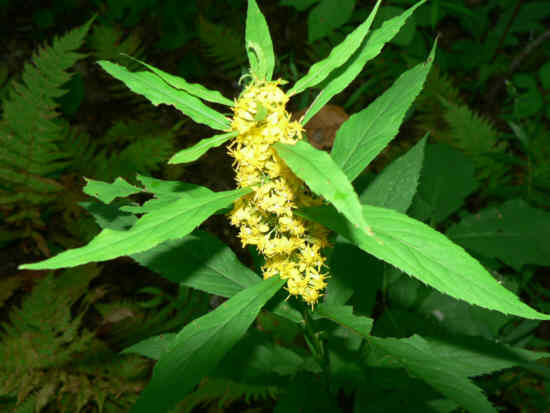 Woodland Goldenrod