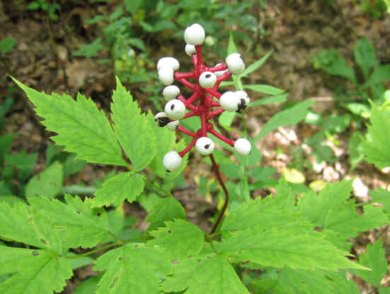 Dolls Eyes (White Baneberry)