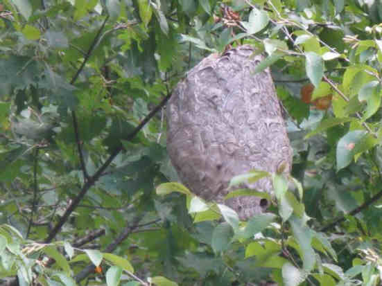 Hornets nest!