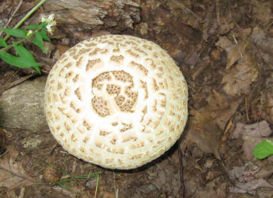 Fungus of the week! .