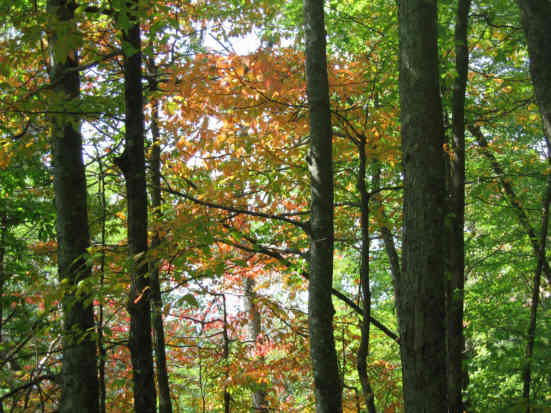 Some early Fall colors.