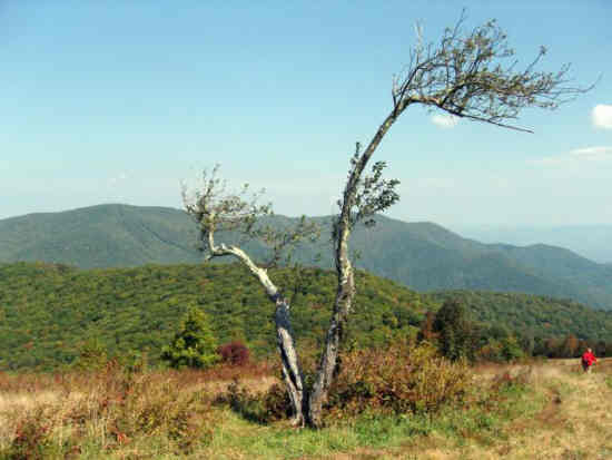 The weather-beaten old apple tree still stands!