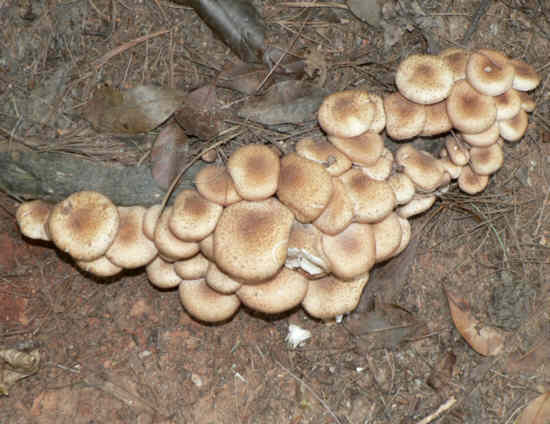 Fungus of the week! .