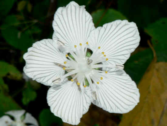 Always a nice treat to find Grass of Parnassus in bloom!