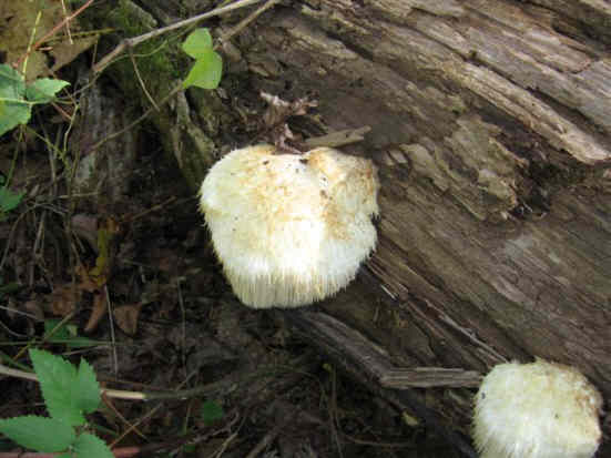 Fungus of the week!