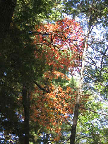 Colors!