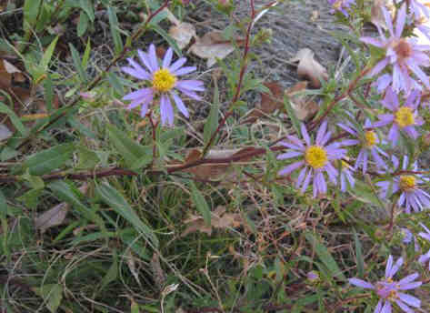 New York Asters!
