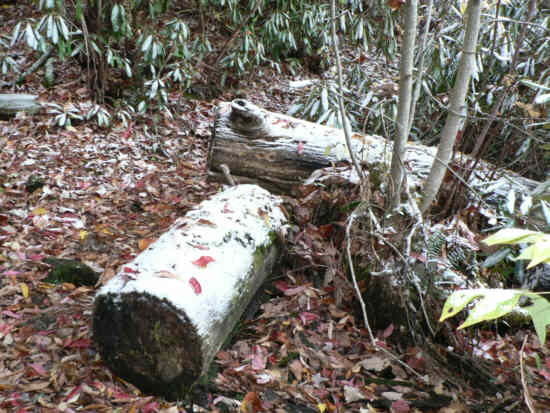 Snow covered logs.