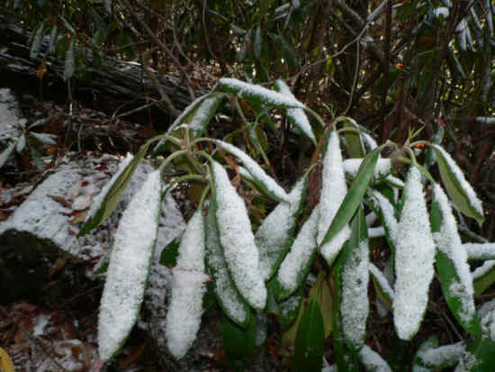 Snow covered Rhododendron. .