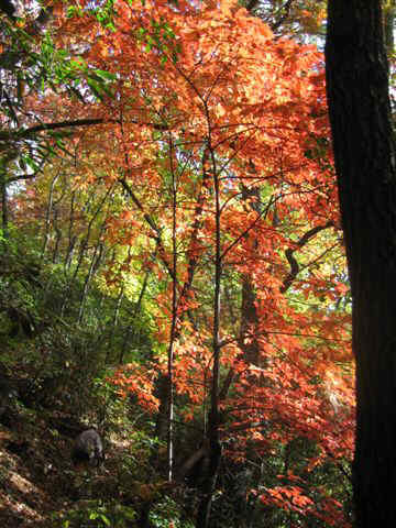 Lots of color!