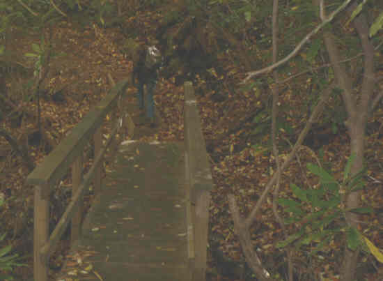 One of 13 foot-bridges on this portion of the Bartram Trail.
