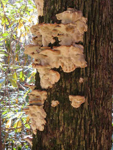 Fungus of the week!