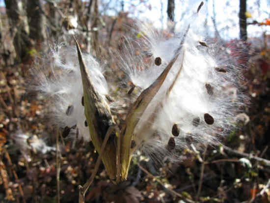 Milkweed!