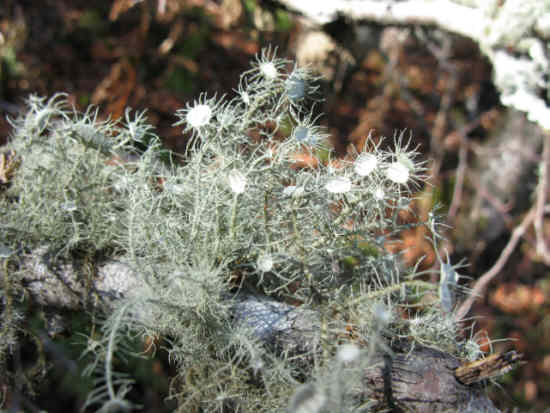 Lichen of the week!