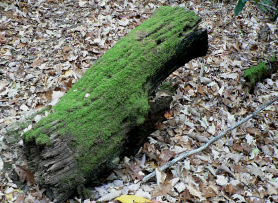 Moss-covered log of the week!