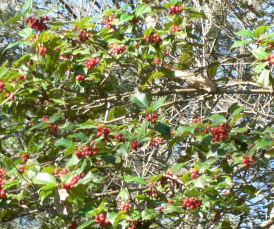 This section of the Bartram Trail has abundant stands of American Holly trees loaded with red berries!