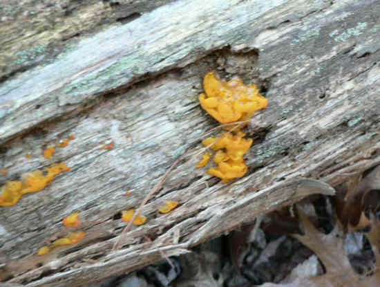 Fungus of the week!