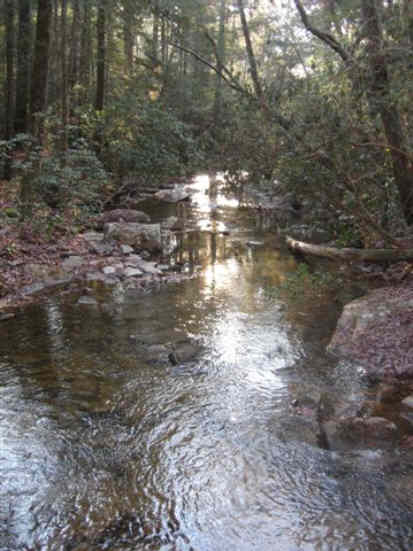 An early morning view down the creek.
