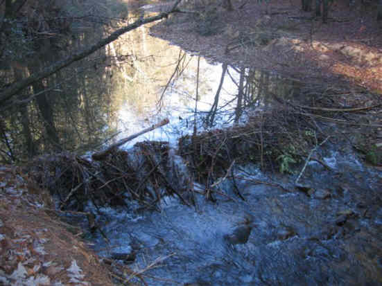 Looks like some beavers have been busy! .