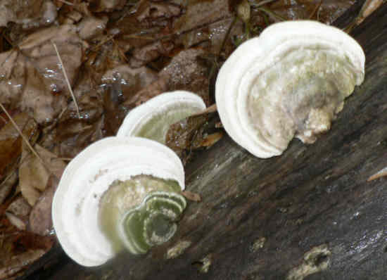 Fungus of the week!