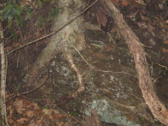 Tree growing over a large boulder.