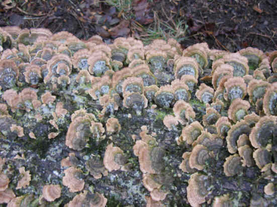 Fungus of the week!