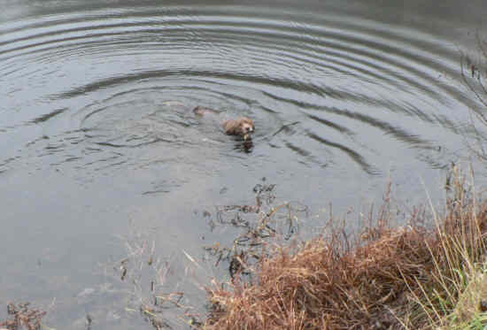 Back at the start, Bo takes a swim in Lake Winfield Scott!