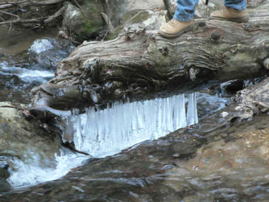 Crossing the creek over an icy log. .