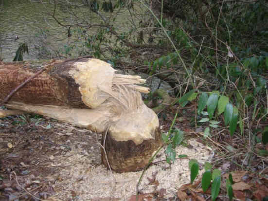 Beaver action along the river.