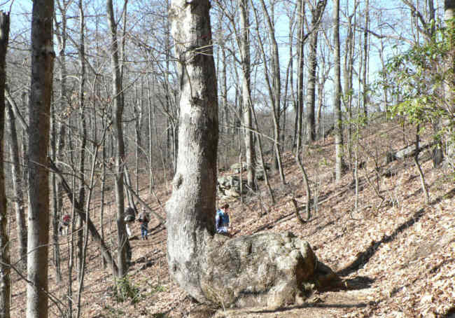 Amazing tree of the day!
