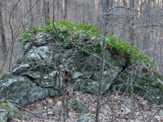 Fern-covered boulders!
